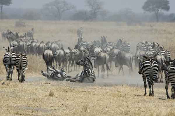 Cebra y Antílopes Ñu - parque nacional de Tarangire - Tanzania 1.jpg